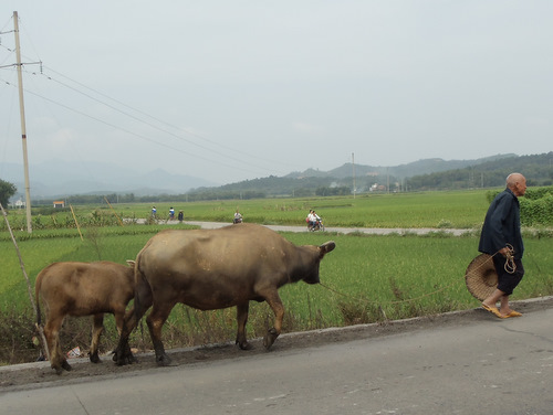 Bovine/Oxen and calf.